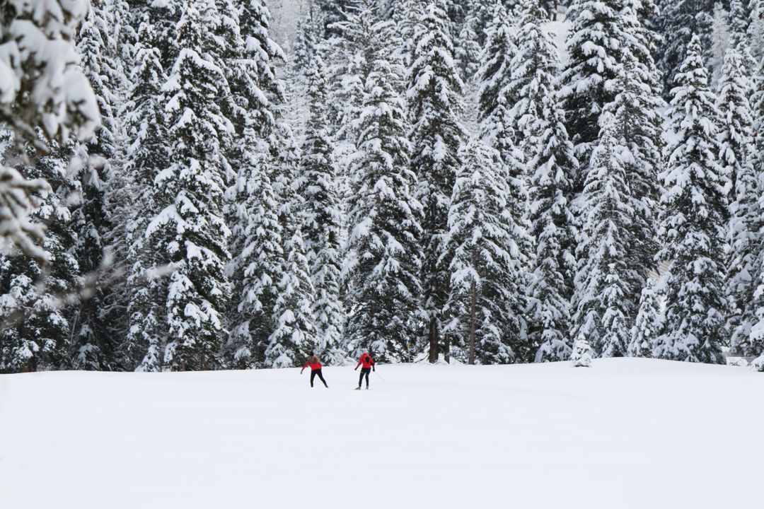 Two Skiers Enjoying Winter Adventure in Snow-Covered Forest - Free Images, Stock Photos and Pictures on Pikwizard.com