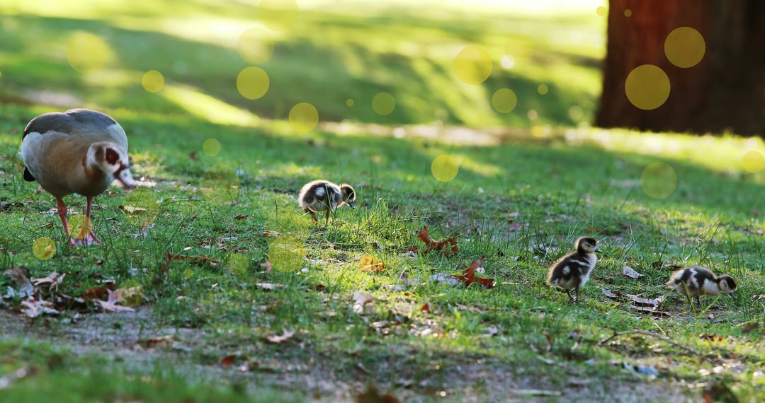 Ducklings foraging on grassy meadow in tranquil park