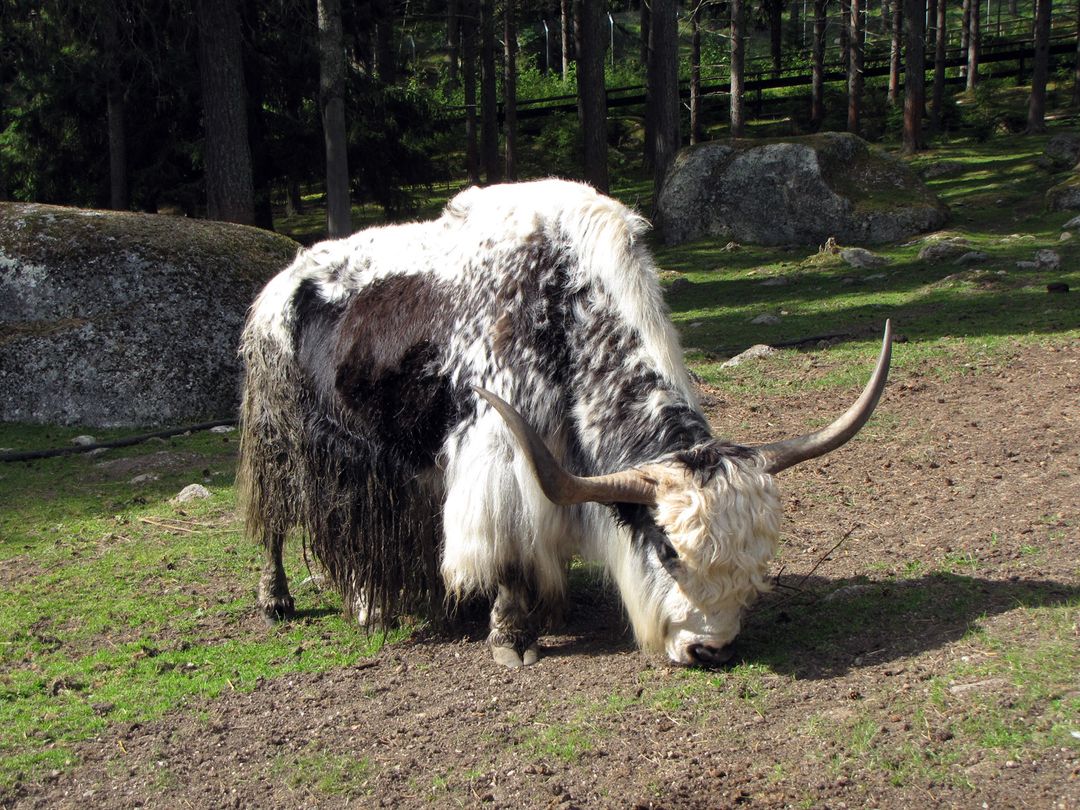 White Yak Grazing on Pastoral Landscape in Forest