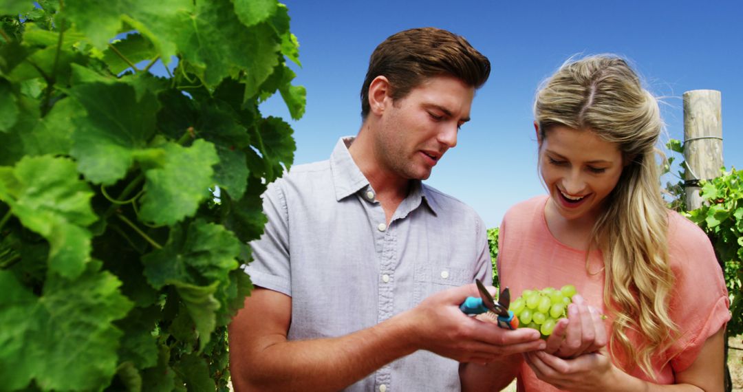 Happy Couple Picking Grapes in Vineyard on Sunny Day - Free Images, Stock Photos and Pictures on Pikwizard.com