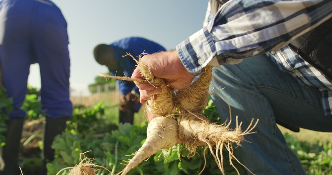 Farmers Harvesting Fresh Root Vegetables in Field - Free Images, Stock Photos and Pictures on Pikwizard.com