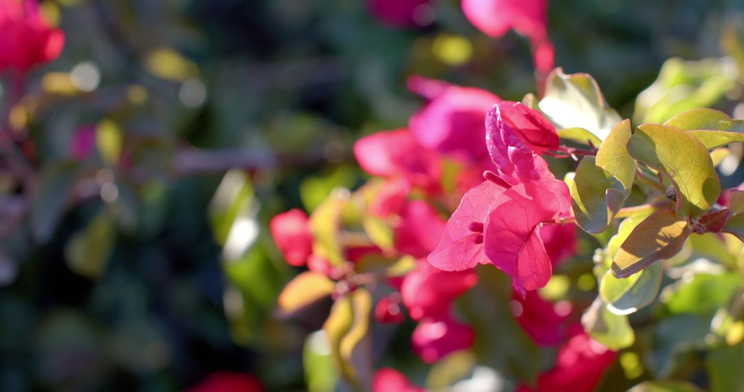 Close-up of vibrant bougainvillea in sunlight - Free Images, Stock Photos and Pictures on Pikwizard.com