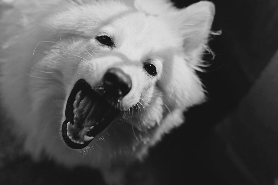 Close-Up of Fluffy Dog Yawning on Dark Background