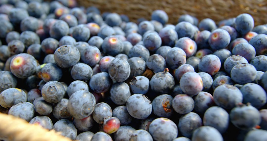 Freshly Harvested Blueberries in Rustic Basket - Free Images, Stock Photos and Pictures on Pikwizard.com