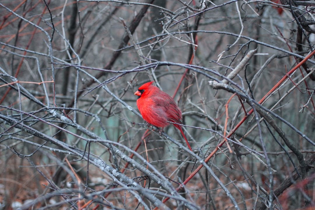 Vibrant Red Cardinal Perching on Bare Winter Branches - Free Images, Stock Photos and Pictures on Pikwizard.com