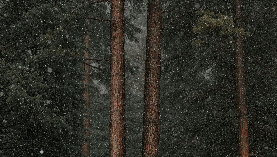 Snow falling through tall pine trunks in moody conifer forest with misty winter atmosphere