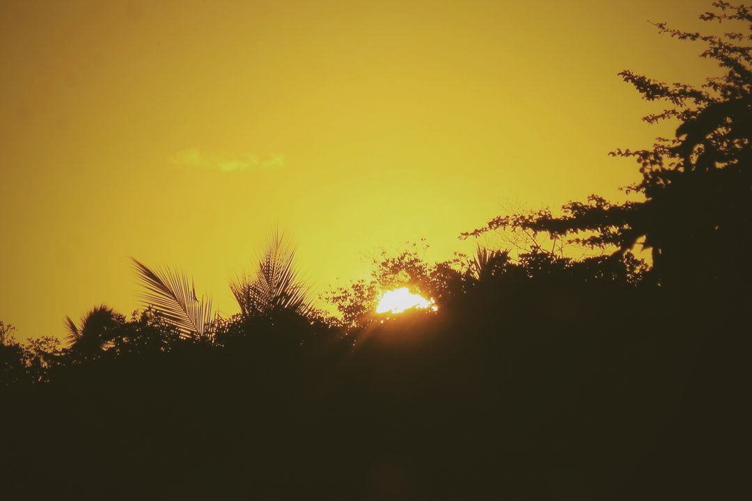 Golden Sunset Over Silhouetted Trees - Free Images, Stock Photos and Pictures on Pikwizard.com