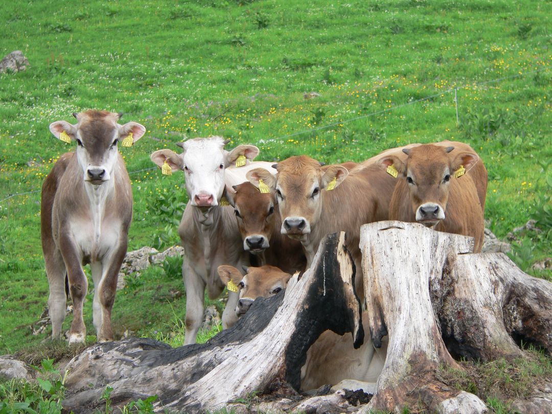 Alp alpine pasture calf calves - Free Images, Stock Photos and Pictures on Pikwizard.com