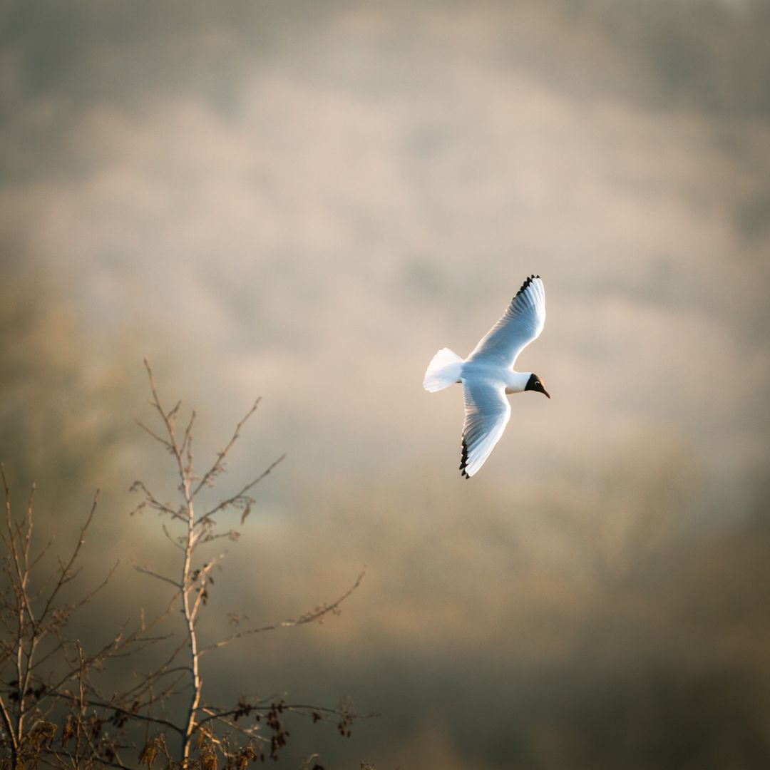 White Gull Gliding Over Misty Marshland at Golden Sunrise, Soft Minimal Composition