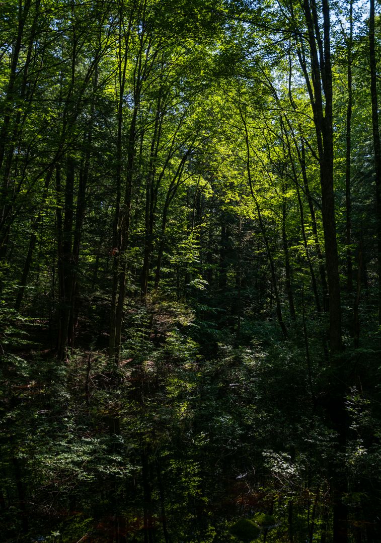 Sunlight Piercing Lush Forest Canopy