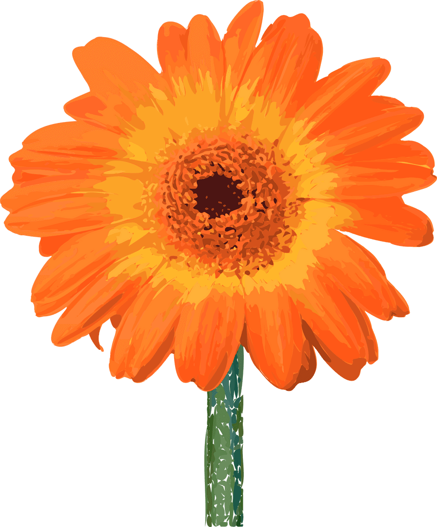 Vivid Orange Gerbera Daisy Isolated on Transparent Background