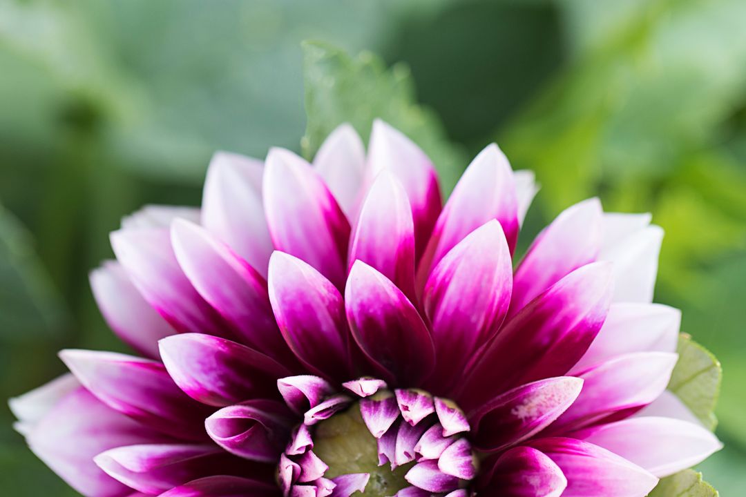 Magenta and white dahlia blooming close-up with soft green bokeh for floral background