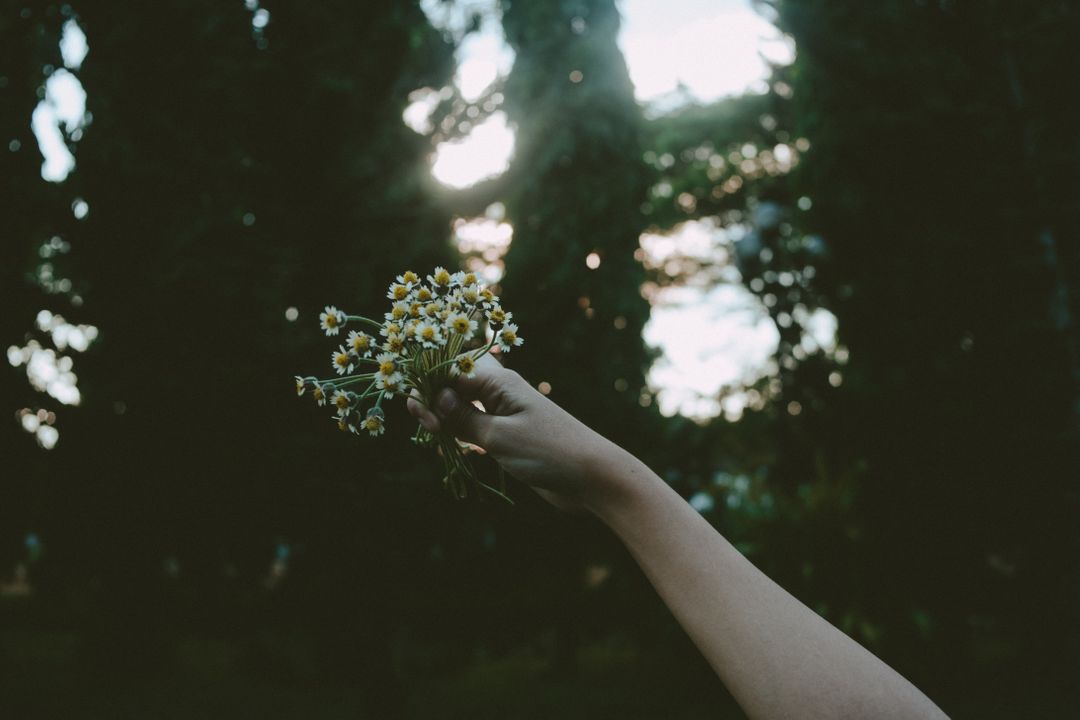 Hand holding wildflowers in forest with sunlight streaming through trees - Free Images, Stock Photos and Pictures on Pikwizard.com