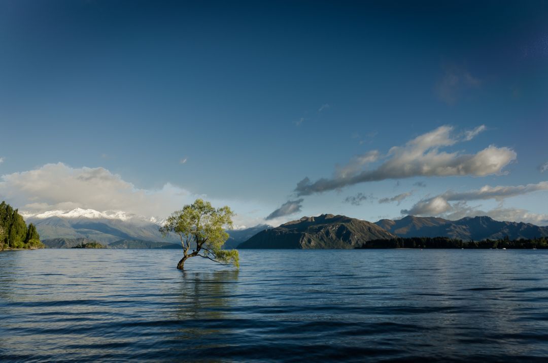 Lone Tree Standing in Lake Wanaka at Sunrise, New Zealand - Free Images, Stock Photos and Pictures on Pikwizard.com