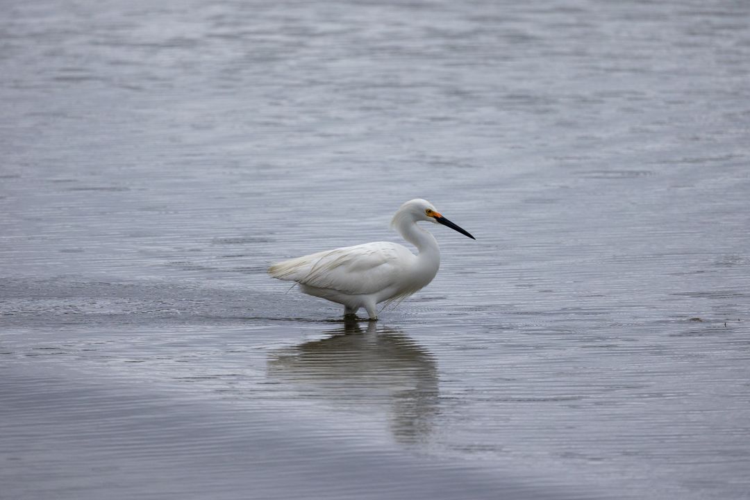 Sandhill crane snowy egret wading gracefully through serene waters