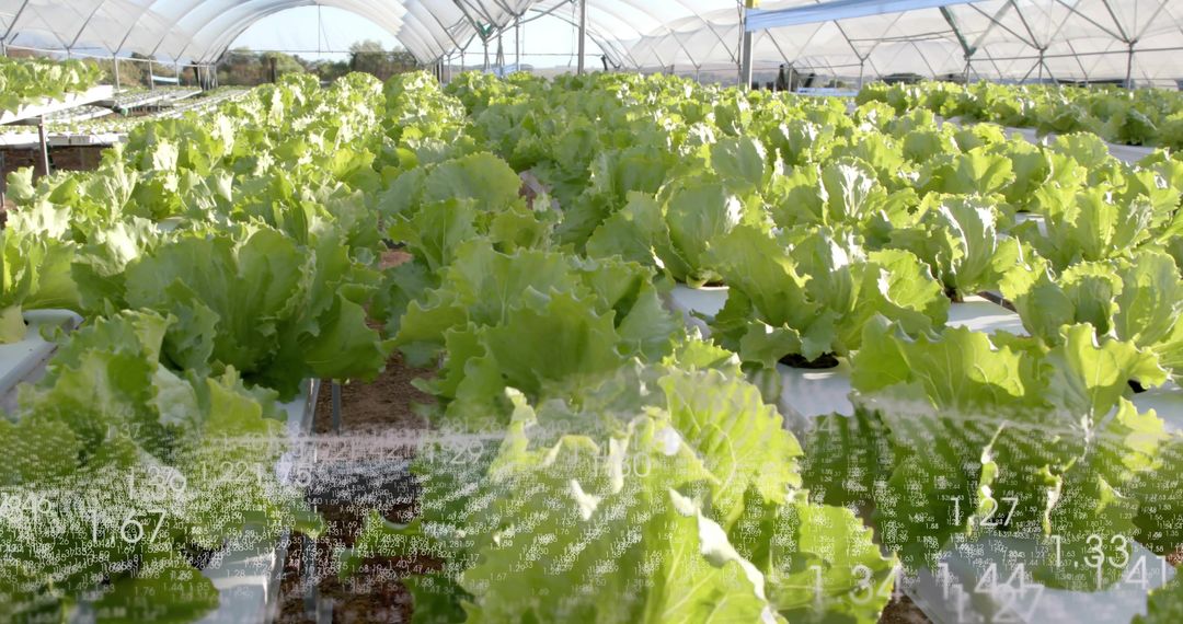Advanced Hydroponic Lettuce Cultivation in Greenhouse