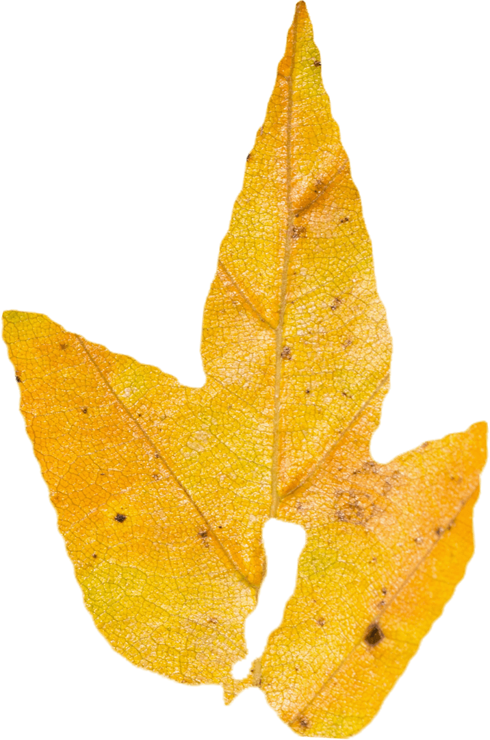 Bright Yellow Transparent Autumn Leaf on White Background