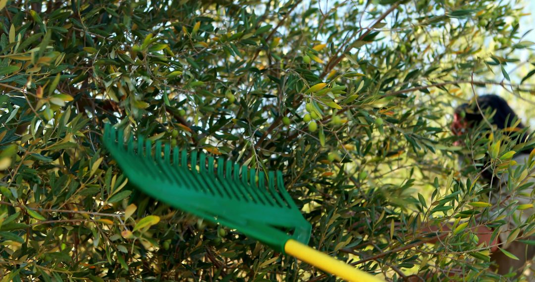 Green Rake in Olive Harvesting Orchard, Focus on Agricultural Tools - Free Images, Stock Photos and Pictures on Pikwizard.com