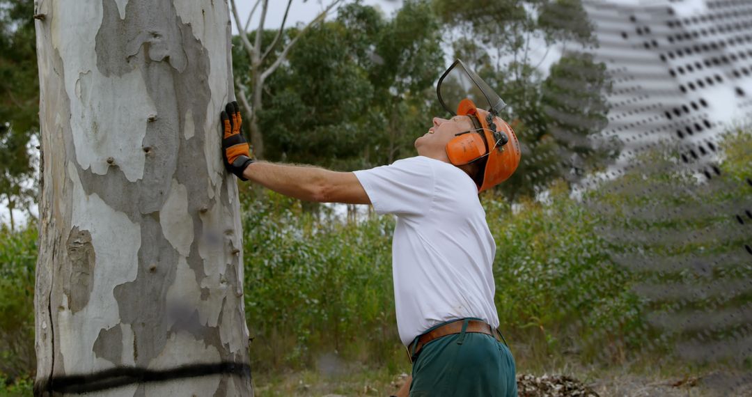 Arborist Inspecting Tree for Health