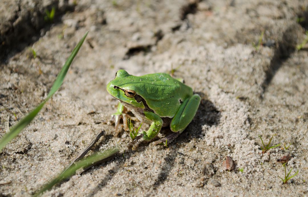Green Tree Frog on Dry Sandy Ground in Natural Habitat - Free Images, Stock Photos and Pictures on Pikwizard.com