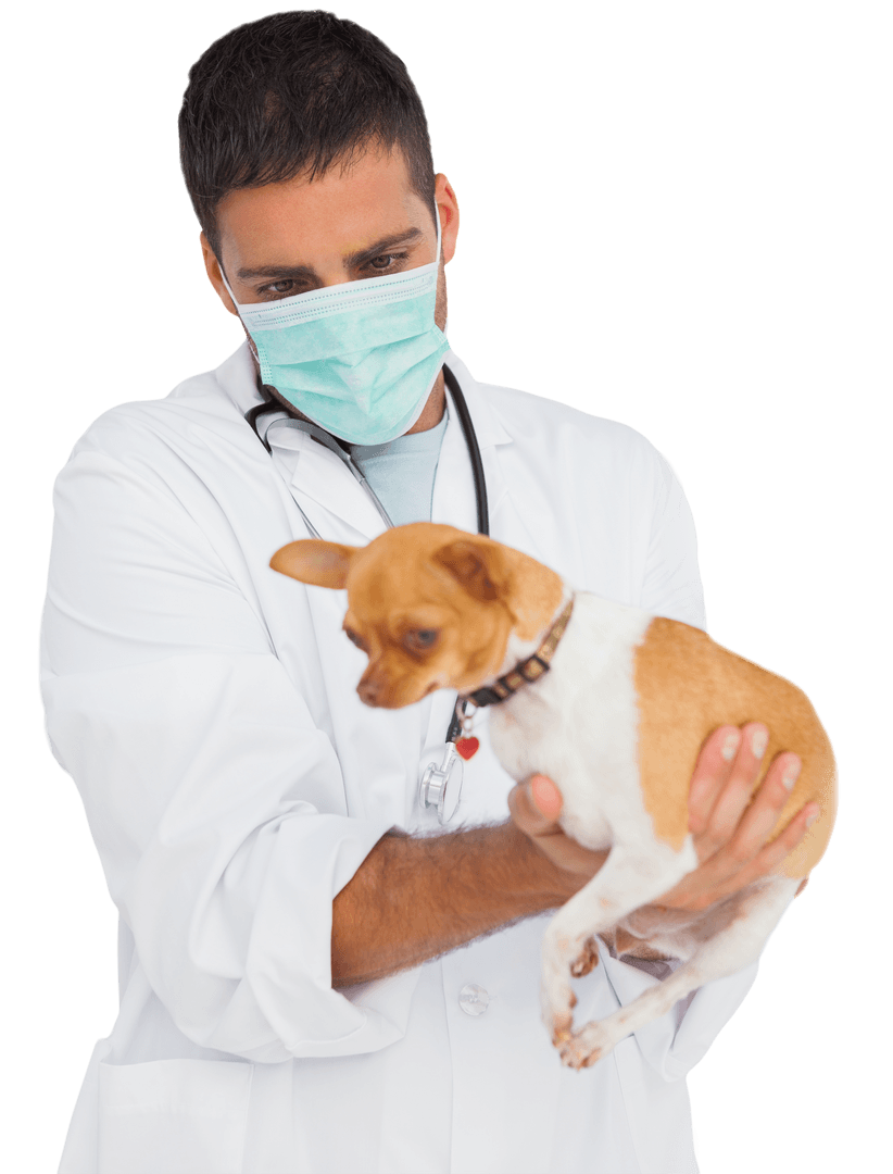Caucasian Vet Carrying Dog on Transparent Background for Healthcare Uses