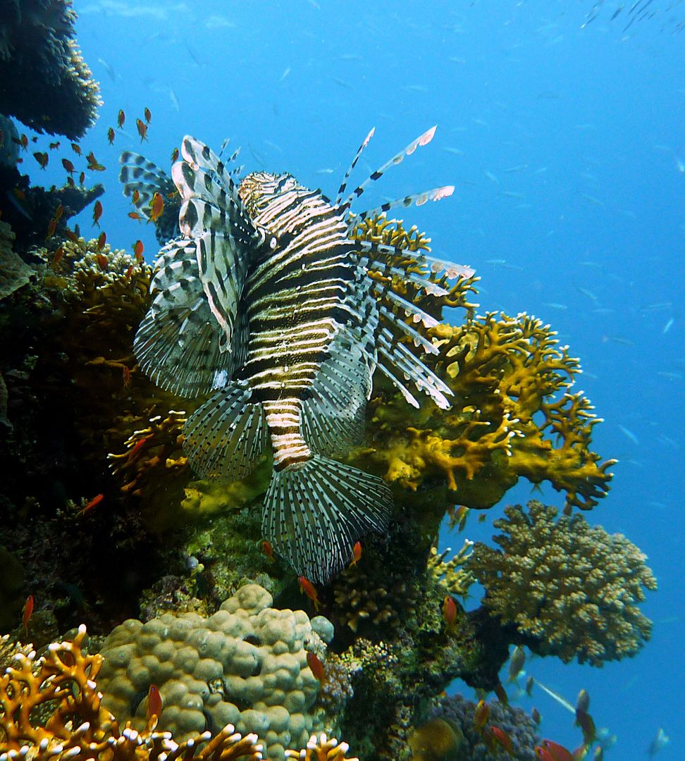 Animal coral diving egypt - Free Images, Stock Photos and Pictures on Pikwizard.com
