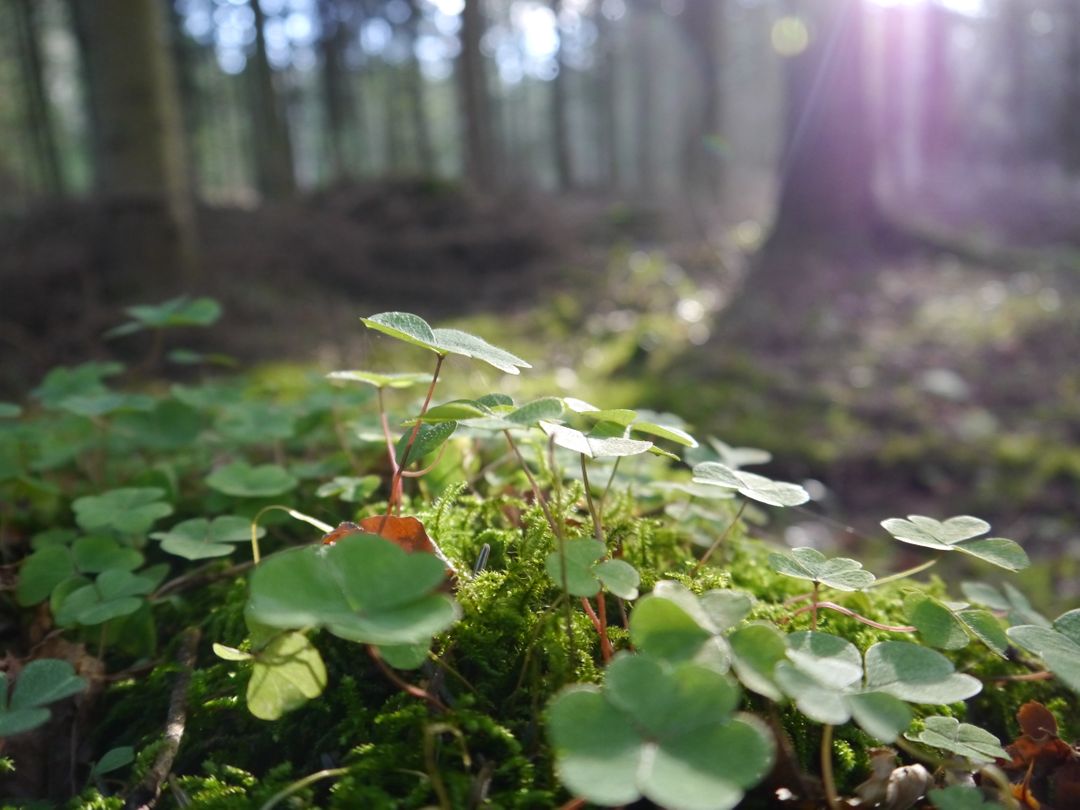 Sunlight Shining on Forest Floor with Lush Greenery - Free Images, Stock Photos and Pictures on Pikwizard.com