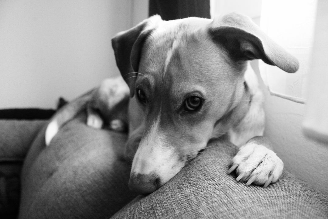 Italian greyhound Greyhound Hound - Free Images, Stock Photos and Pictures on Pikwizard.com