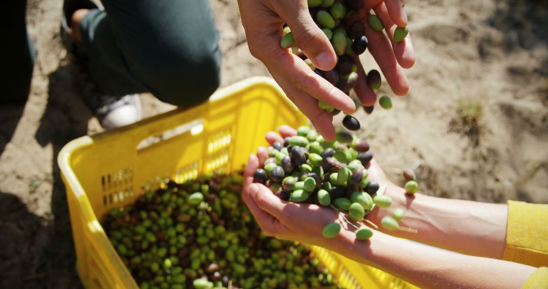 Hands Collecting Fresh Harvested Olives over Yellow Crate Outdoors - Free Images, Stock Photos and Pictures on Pikwizard.com