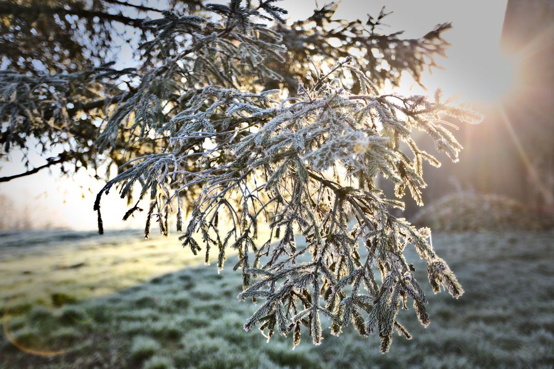 Frost Covered Pine Branch in Morning Sunlight - Free Images, Stock Photos and Pictures on Pikwizard.com