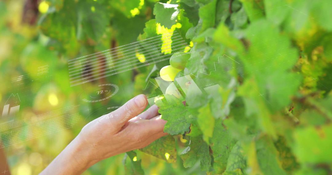 Smart Farming Technology in Vineyard Crop Monitoring