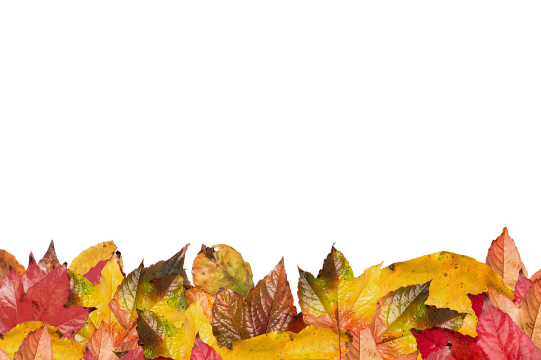 Colorful Fall Leaves Pile with Copy Space on Transparent Background for Autumn Theme - Download Free Stock Images Pikwizard.com