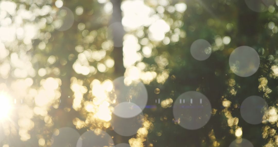 Sunlit Forest with Abstract Light Bokeh