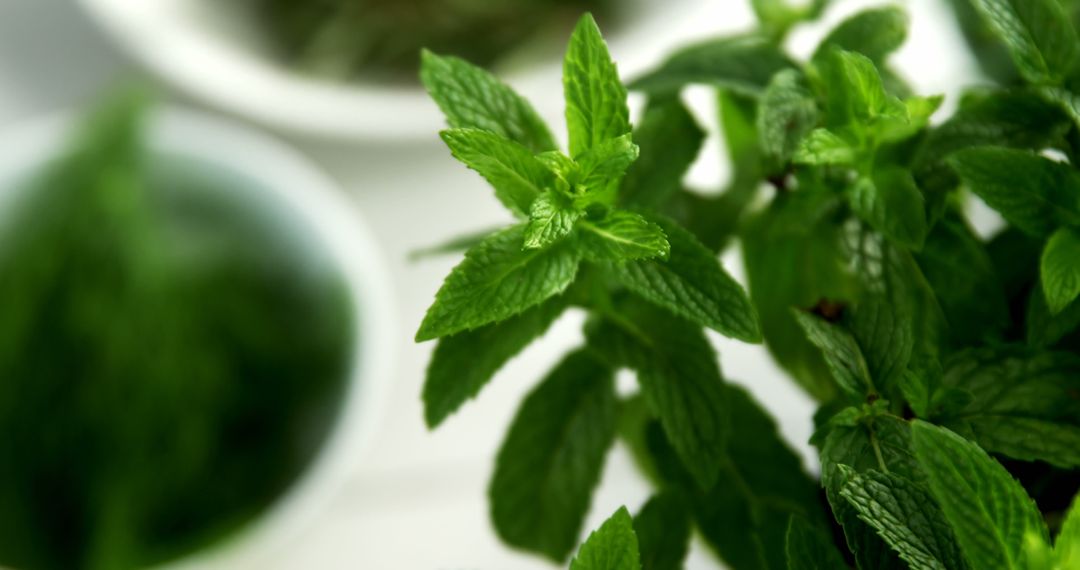 Fresh Green Mint Leaves Closeup - Free Images, Stock Photos and Pictures on Pikwizard.com