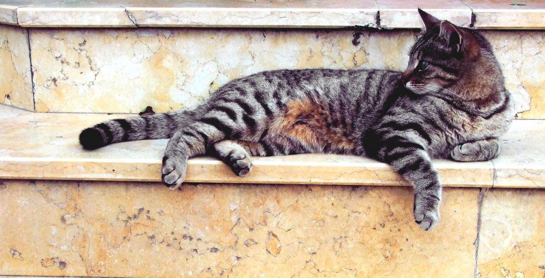 Grey Cat Lying in Marble Stairway - Free Images, Stock Photos and Pictures on Pikwizard.com