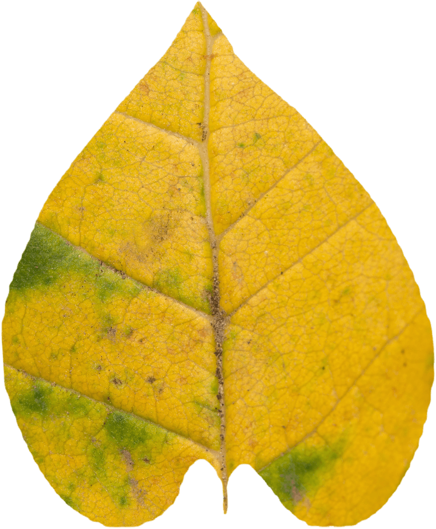 Transparent Yellow Leaf Detailed Autumn Texture