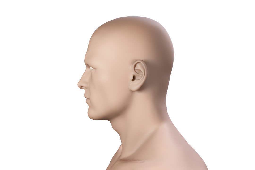 Transparent Human Profile Head 3D Model Side View - Download Free Stock Images Pikwizard.com