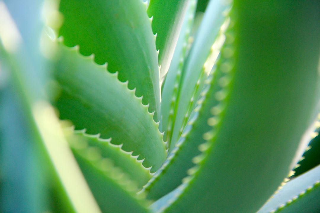 Close-Up View of Green Aloe Vera Plant Leaves - Free Images, Stock Photos and Pictures on Pikwizard.com