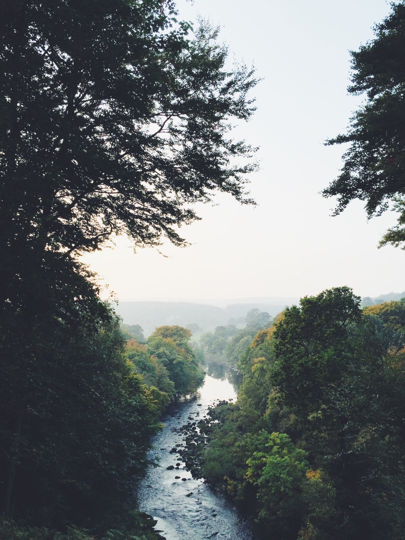 Serene Forest River Flowing through Dense Greenery at Dawn - Free Images, Stock Photos and Pictures on Pikwizard.com