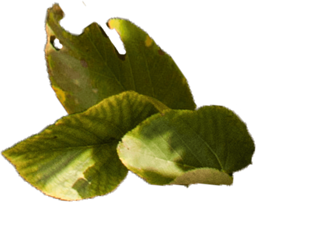 Digital Illustration of Green Leaves on Transparent Background