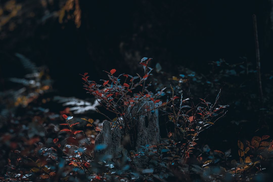 Moody Forest Lighting With Foliage on Tree Stump