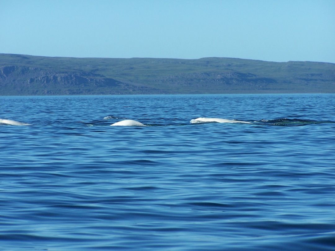 Beluga Whales Swimming in Arctic Waters with Mountain View - Free Images, Stock Photos and Pictures on Pikwizard.com