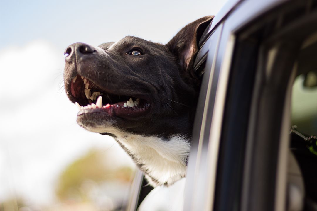 Happy Dog Enjoys Car Ride with Head Out of Window