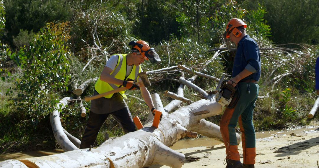 Lumberjacks Working Together Cutting Down Trees in Forest - Free Images, Stock Photos and Pictures on Pikwizard.com