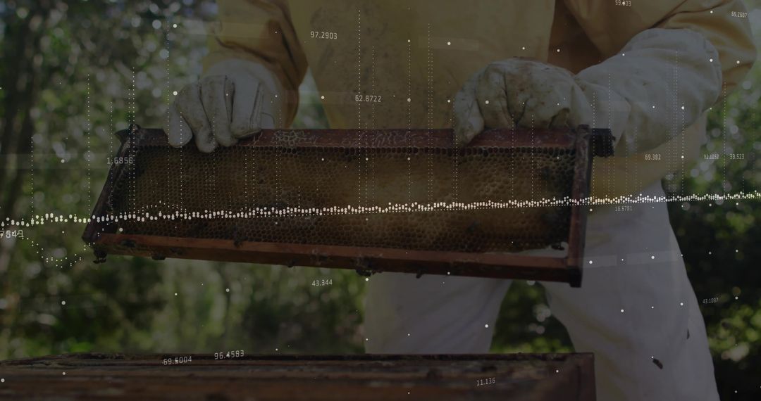 Beekeeper Examining Honeycomb Frame in Apiary with Protective Gear