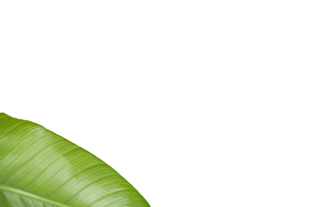 Transparent Tropical Green Leaf Corner Minimalist Design