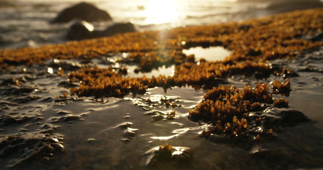 Close-up of Moss with Ocean Sunset in Background