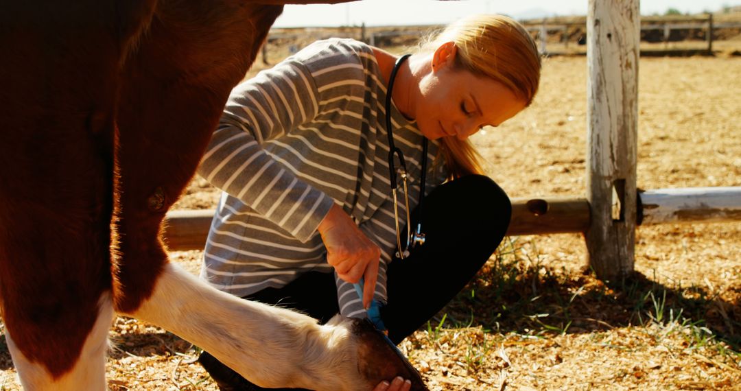 Female Veterinarian Cleaning Horse Hoof at Farm - Free Images, Stock Photos and Pictures on Pikwizard.com