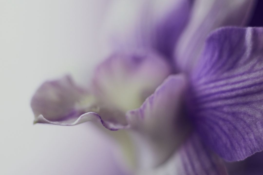 Soft Purple Orchid Petal Macro Close-Up with Gentle Blur and Delicate Texture