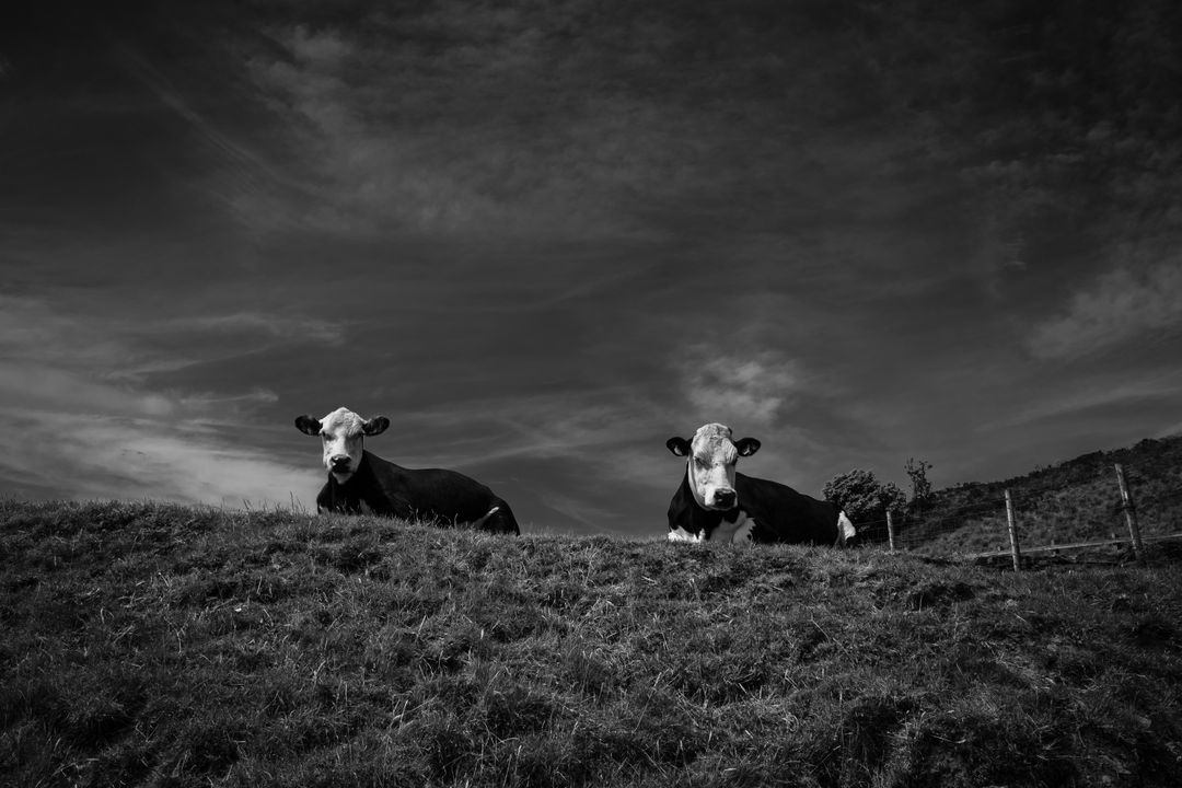 Monochrome Rural Calm: Two Cows Resting on Rolling Hill under Moody Sky